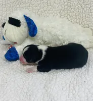 Monica - black tri , a female Australian Shepherd for sale in Warrenton, MO – 2 of 8