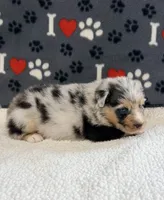 Justin - blue merle blue eyes, a male Australian Shepherd for sale in Warrenton, MO – 4 of 7