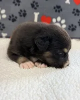 Jake - black tri bi-color eyes, a male Australian Shepherd for sale in Warrenton, MO – 5 of 6