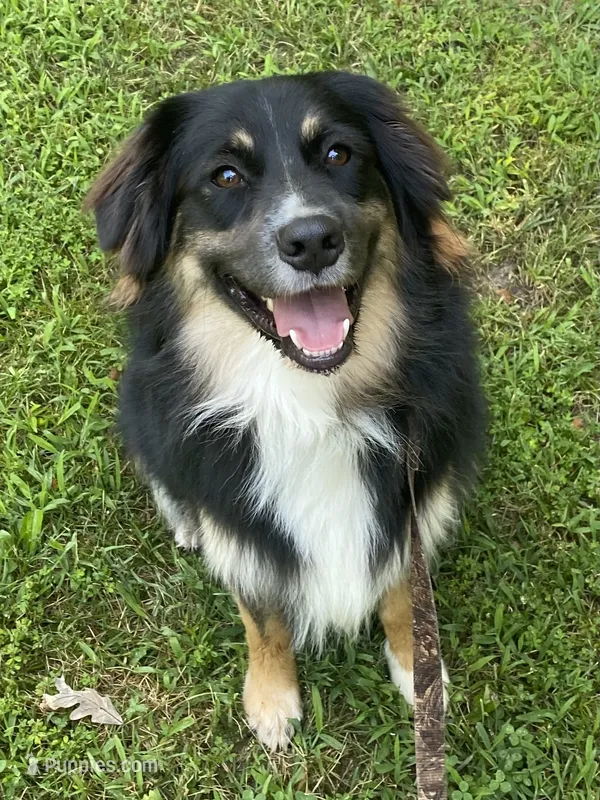 Bruno - black tri male – Australian Shepherd puppy for sale in Warrenton, MO