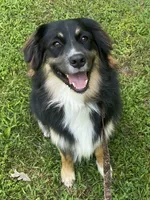 Bruno - black tri male, a male Australian Shepherd for sale in Warrenton, MO – 1 of 6
