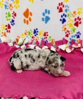 Janice - blue merle, a female Australian Shepherd for sale in Warrenton, MO – 2 of 5
