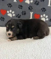 Jake - black tri bi-color eyes, a male Australian Shepherd for sale in Warrenton, MO – 4 of 6
