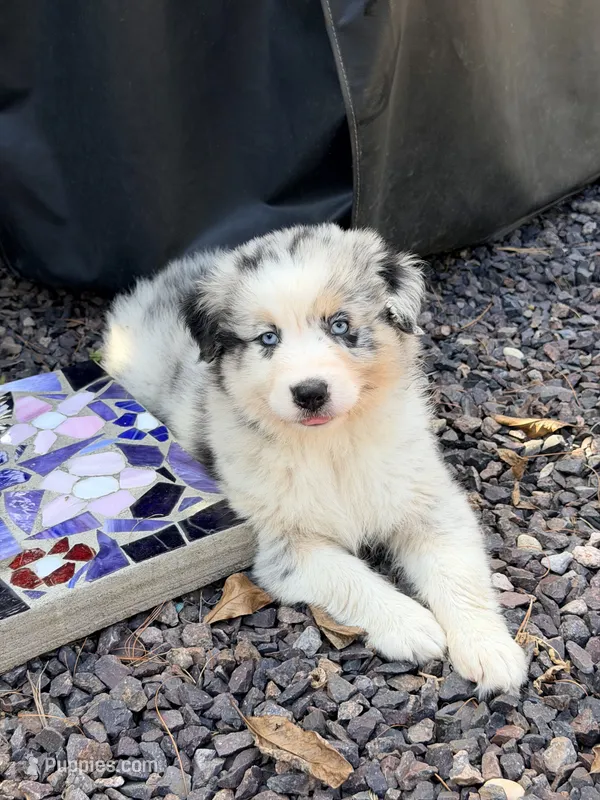 Jimi - blue merle blue eyes – Australian Shepherd puppy for sale in Warrenton, MO
