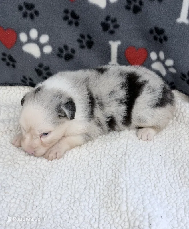 Jo Dee blue merle blue eyes – Australian Shepherd puppy for sale in Warrenton, MO