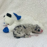 Rip - blue merle , a male Australian Shepherd for sale in Warrenton, MO – 2 of 10