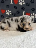 Justin - blue merle blue eyes, a male Australian Shepherd for sale in Warrenton, MO – 5 of 7