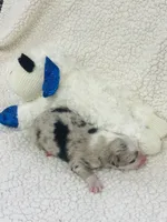 Jamie - blue merle, a male Australian Shepherd for sale in Warrenton, MO – 3 of 9