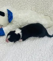 Monica - black tri , a female Australian Shepherd for sale in Warrenton, MO – 7 of 8