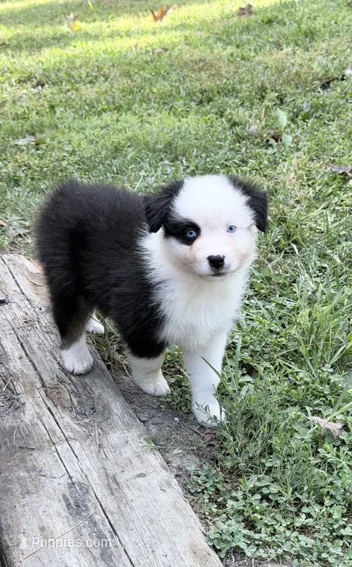 Joan - black tri blue eyes  – Australian Shepherd puppy for sale in Warrenton, MO