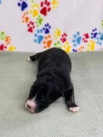 Jake - black tri, a male Australian Shepherd for sale in Warrenton, MO – 2 of 5