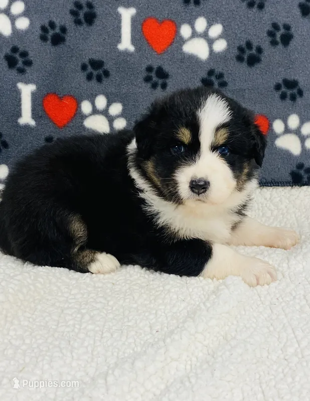 Monica - black tri  – Australian Shepherd puppy for sale in Warrenton, MO