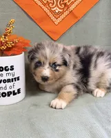 Justin- blue merle blue eyes , a male Australian Shepherd for sale in Warrenton, MO – 2 of 6
