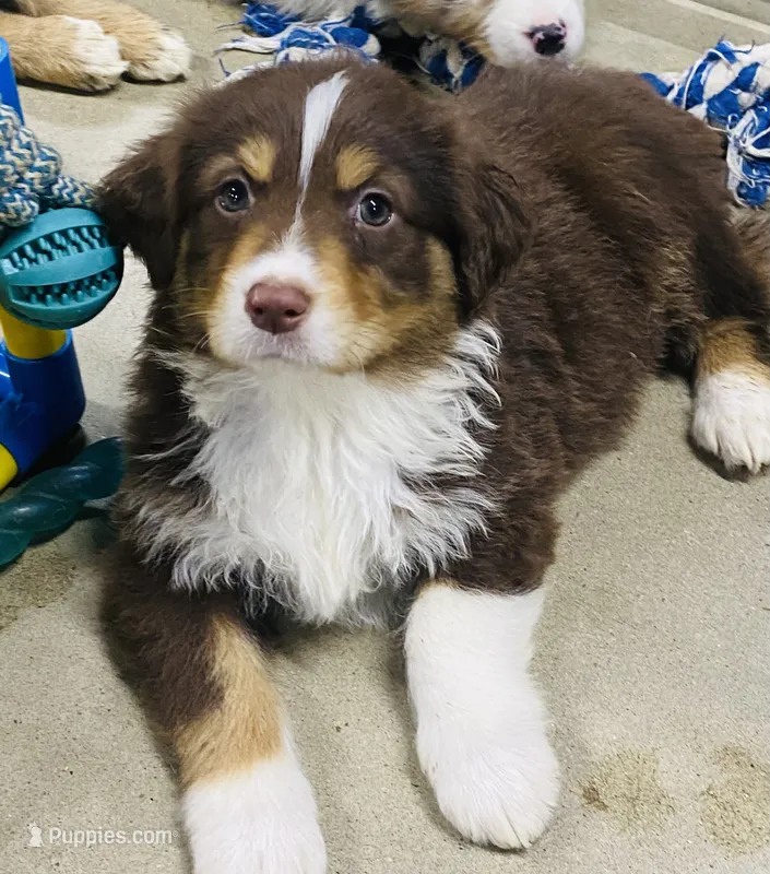 Rose -  Red Tri  – Australian Shepherd puppy for sale in Warrenton, MO
