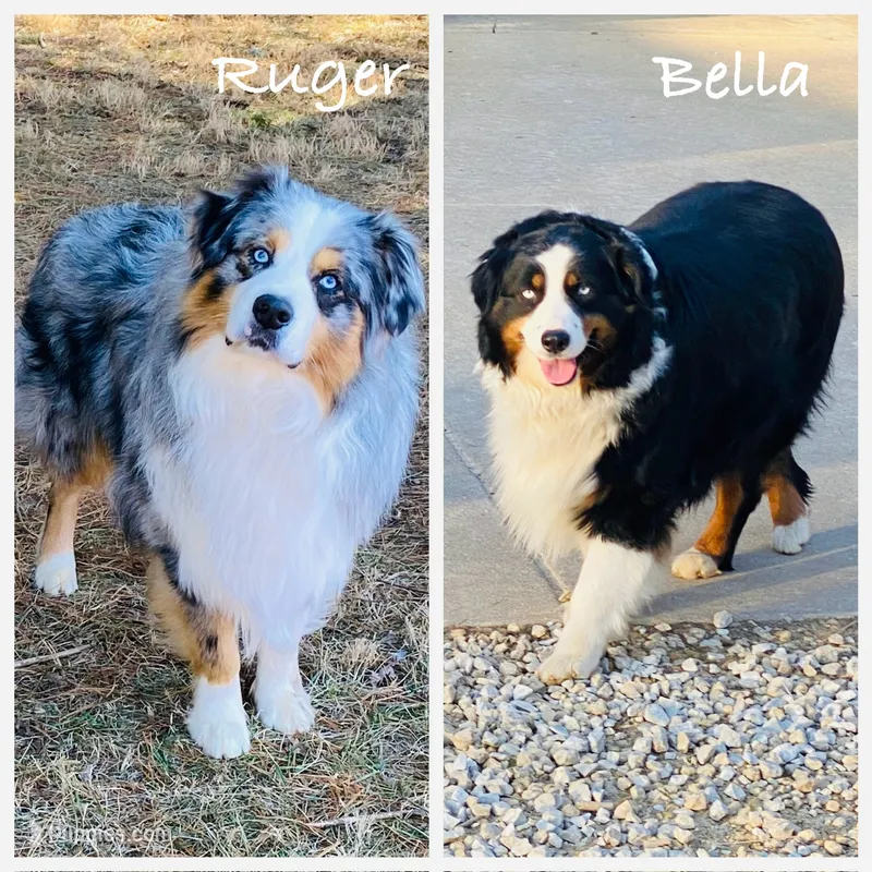 Upcoming litter – Australian Shepherd puppy for sale in Warrenton, MO