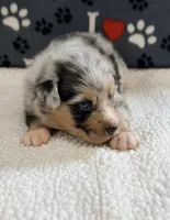 Justin - blue merle blue eyes, a male Australian Shepherd for sale in Warrenton, MO – 2 of 7
