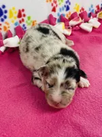 Janice - blue merle, a female Australian Shepherd for sale in Warrenton, MO – 4 of 5