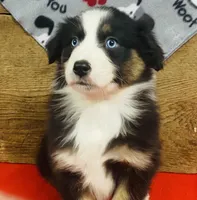 Birdie - blue eyes, a female Australian Shepherd for sale in Warrenton, MO – Photo 3 of 4