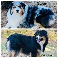 Birdie - blue eyes, a female Australian Shepherd for sale in Warrenton, MO – Photo 4 of 4