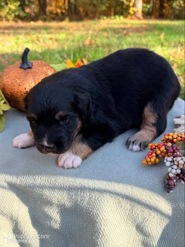 Boo - Black Tri Male  – Australian Shepherd puppy for sale in Warrenton, MO
