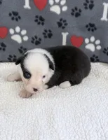 Joan - black tri blue eyes , a female Australian Shepherd for sale in Warrenton, MO – 3 of 5