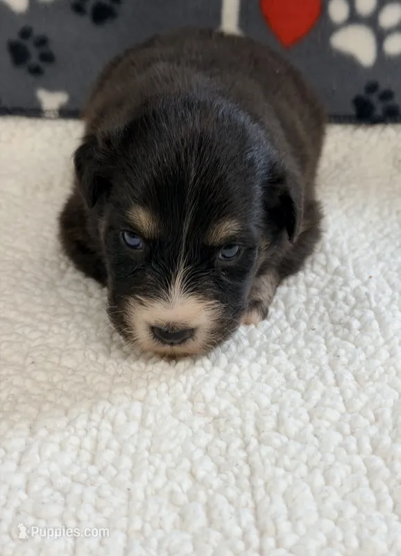 Jake - black tri bi-color eyes – Australian Shepherd puppy for sale in Warrenton, MO