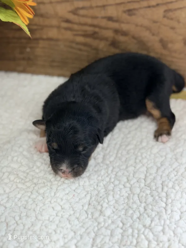 Boo - Black Tri Male  – Australian Shepherd puppy for sale in Warrenton, MO