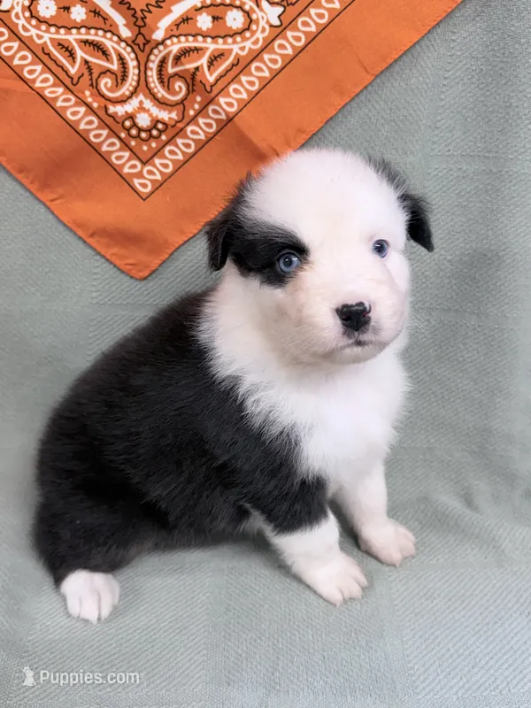 Joan - black tri blue eyes  – Australian Shepherd puppy for sale in Warrenton, MO