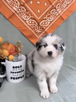 Jimi - blue merle blue eyes, a male Australian Shepherd for sale in Warrenton, MO – 3 of 6