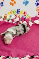 Jo Dee blue merle, a female Australian Shepherd for sale in Warrenton, MO – 3 of 5