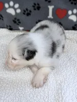 Jo Dee blue merle blue eyes, a female Australian Shepherd for sale in Warrenton, MO – 4 of 6