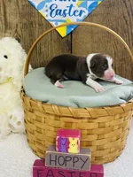 Cedar - Red Tri, a male Australian Shepherd for sale in Warrenton, MO – Photo 3 of 6