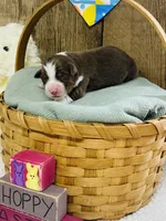 Cedar - Red Tri, a male Australian Shepherd for sale in Warrenton, MO – Photo 5 of 6