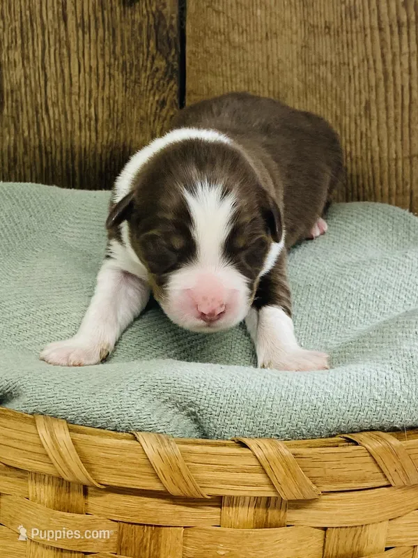 Cedar - Red Tri – Australian Shepherd puppy for sale in Warrenton, MO