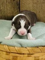 Cedar - Red Tri, a male Australian Shepherd for sale in Warrenton, MO – Photo 1 of 6