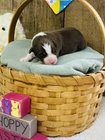 Cedar - Red Tri, a male Australian Shepherd for sale in Warrenton, MO – Photo 2 of 6