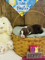 Cedar - Red Tri, a male Australian Shepherd for sale in Warrenton, MO – Photo 4 of 6