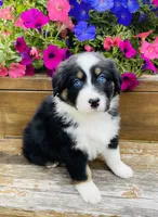 Peony Black Tri, blue eyes , a female Australian Shepherd for sale in Warrenton, MO – 2 of 6