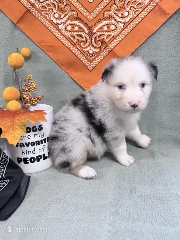 Jo Dee blue merle blue eyes – Australian Shepherd puppy for sale in Warrenton, MO