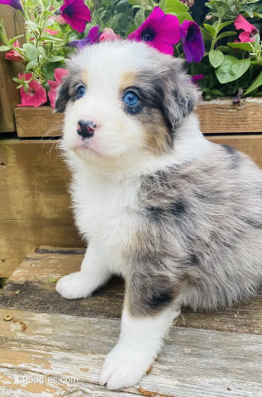 Lilac - Blue Merle blue eyes – Australian Shepherd puppy for sale in Warrenton, MO