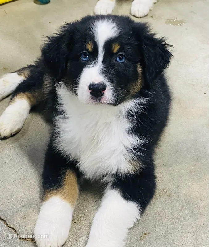 Peony Black Tri, blue eyes  – Australian Shepherd puppy for sale in Warrenton, MO
