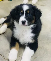 Peony Black Tri, blue eyes , a female Australian Shepherd for sale in Warrenton, MO – 1 of 6