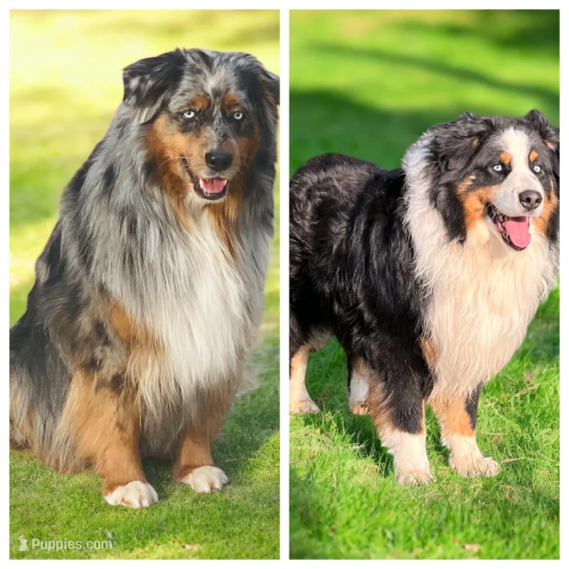 Upcoming litter  – Australian Shepherd puppy for sale in Warrenton, MO