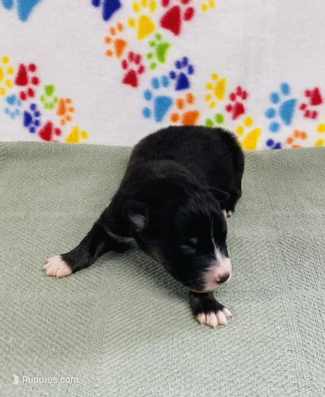 Jake - black tri – Australian Shepherd puppy for sale in Warrenton, MO