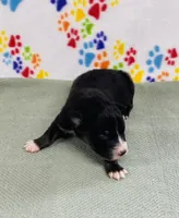 Jake - black tri, a male Australian Shepherd for sale in Warrenton, MO – 4 of 5