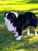 Candy - Black Tri Female , a female Australian Shepherd for sale in Warrenton, MO – 7 of 8