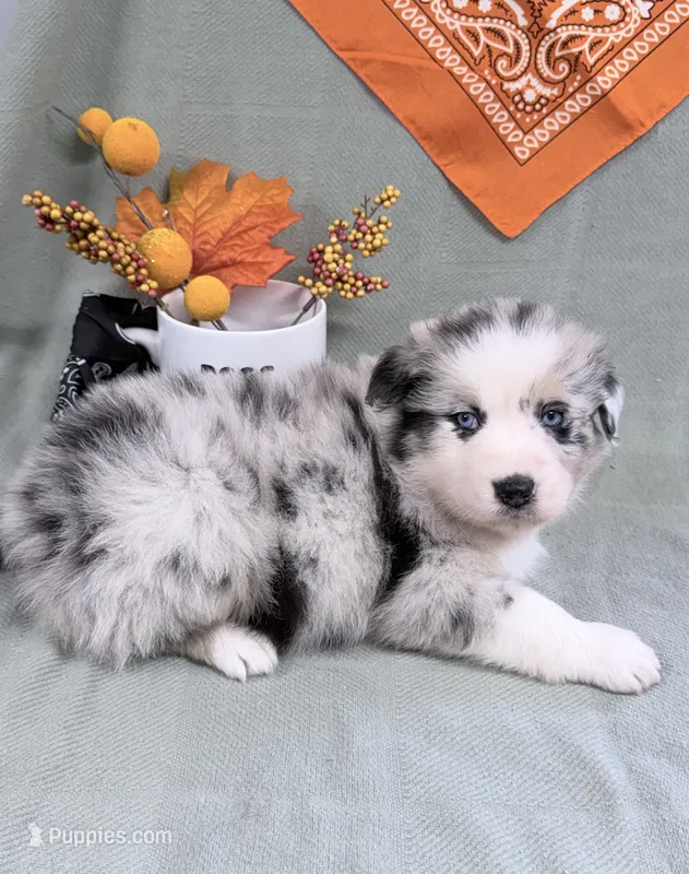 Jimi - blue merle blue eyes – Australian Shepherd puppy for sale in Warrenton, MO