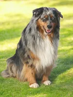 Upcoming litter , a  Australian Shepherd for sale in Warrenton, MO – 2 of 4