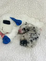 Rip - blue merle , a male Australian Shepherd for sale in Warrenton, MO – 4 of 10