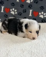 June - blue merle blue eyes, a female Australian Shepherd for sale in Warrenton, MO – 2 of 7